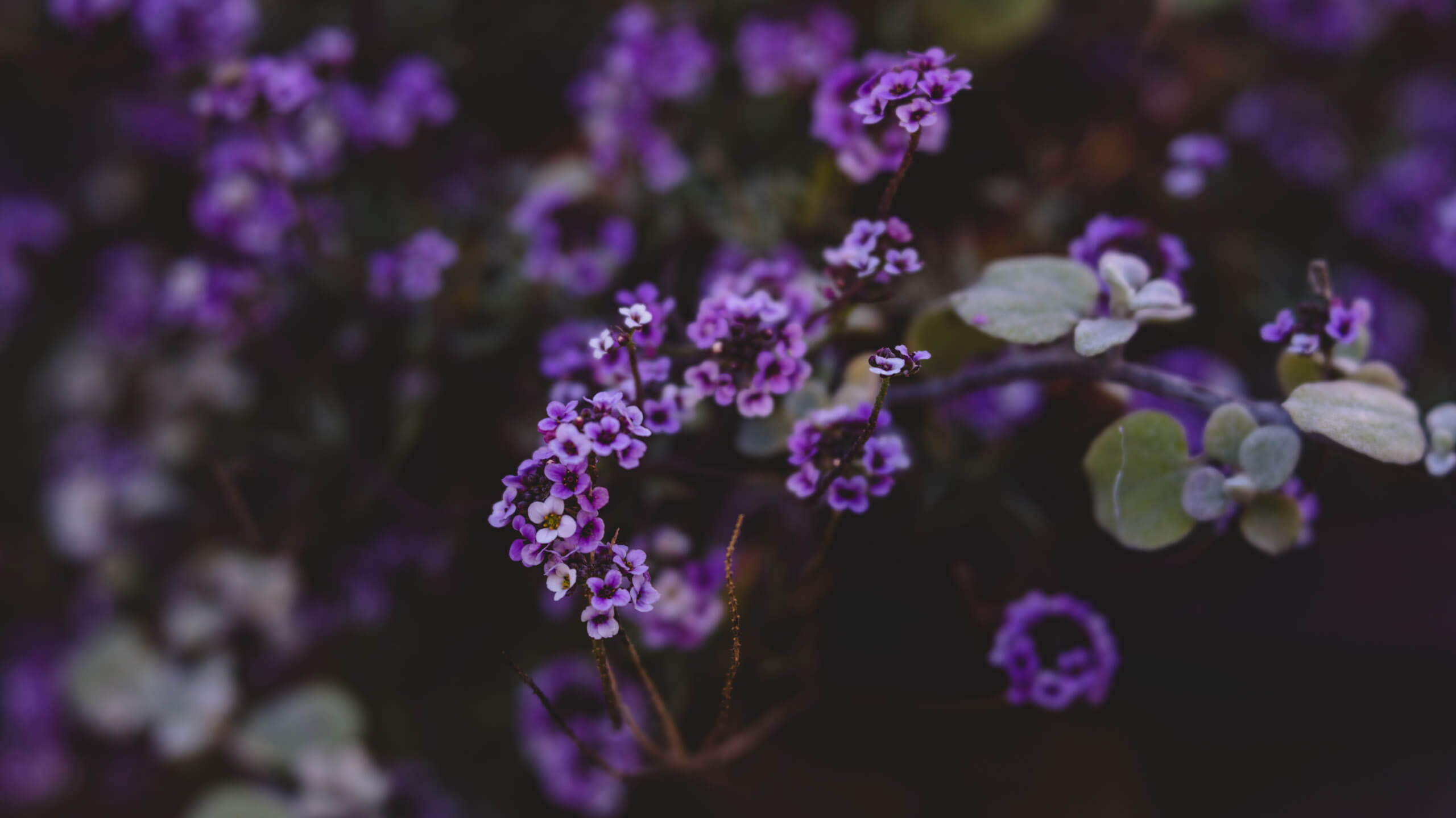How to create fabulous macro images on a budget – Beragampengetahuan