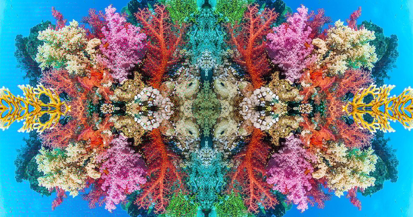 Hypnotic Underwater Photos Show Coral Reefs in Kaleidoscopic Beauty – Beragampengetahuan