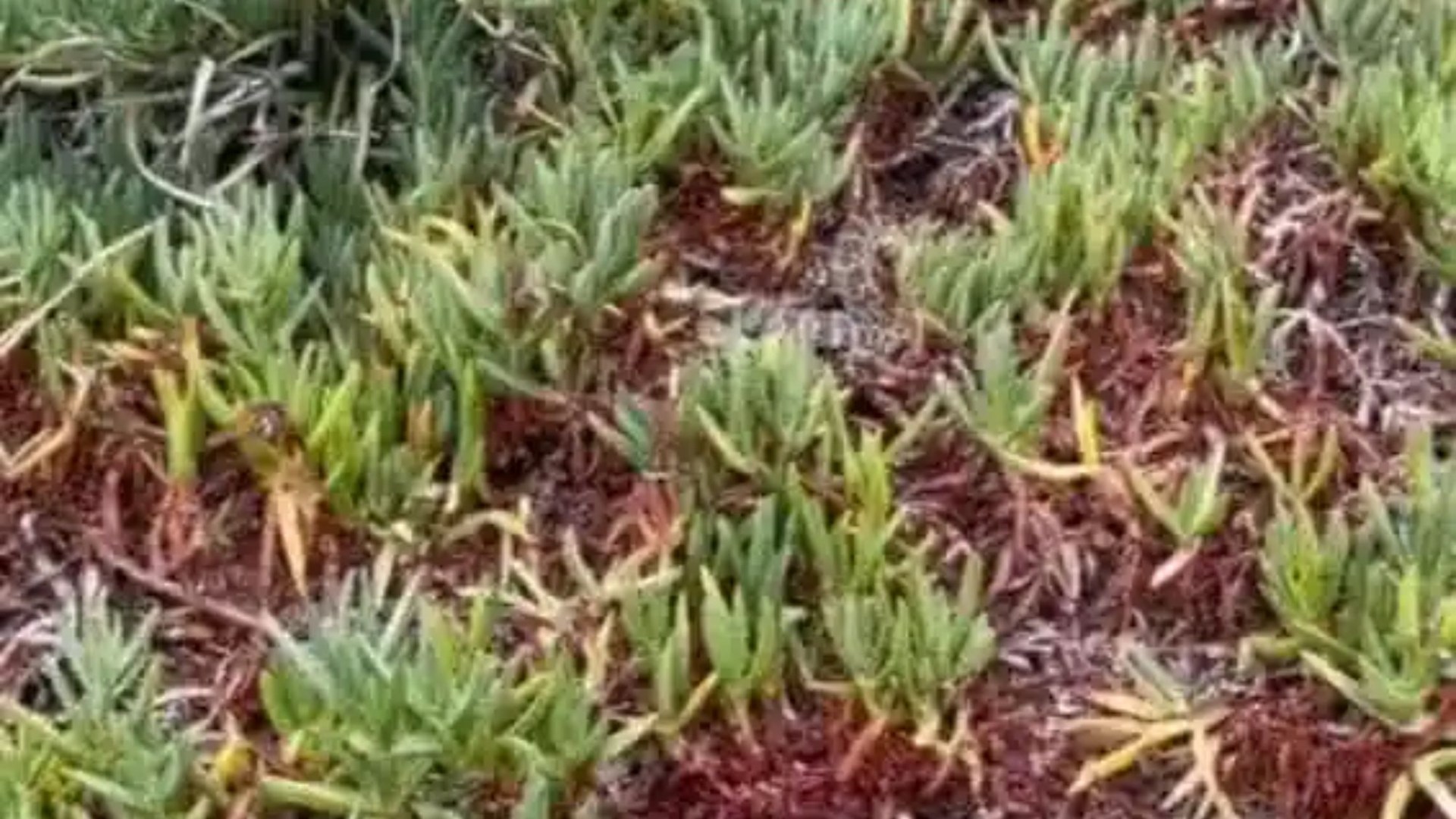 Everyone can see the grass but you have 20/20 vision and a high IQ if you can spot the snake in less than 7 seconds – Beragampengetahuan