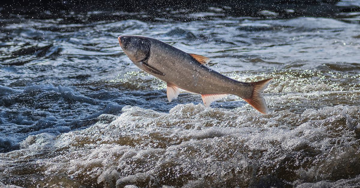 Illinois Tried to Bait Restaurants With Carp But Customers Won’t Bite – Beragampengetahuan