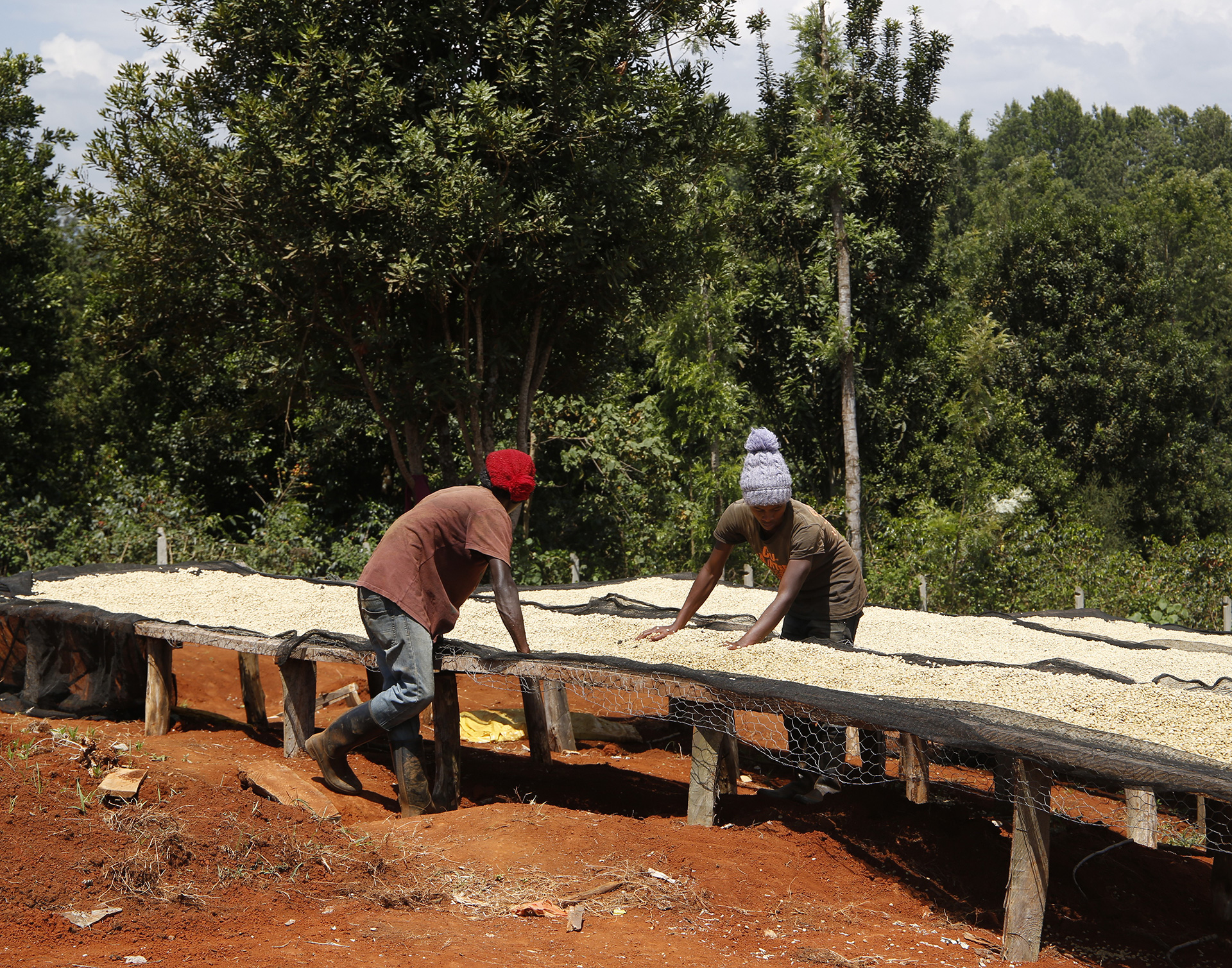 How Ethiopia’s Coffee Farmers Are Outsmarting The Weird New EU Deforestation Laws – Beragampengetahuan