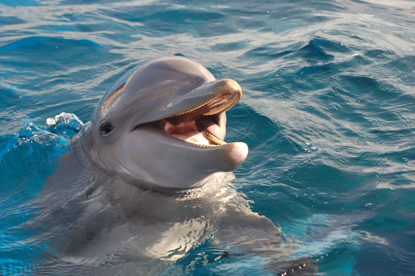 5 Hal Teratas untuk Dialami di Pantai Fort Myers – Perjalanan Langsung yang Menyenangkan

 – Beragampengetahuan
