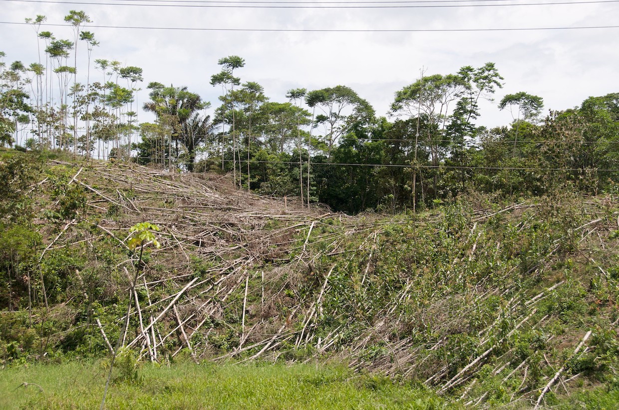 Para pelaku pemanggang kopi di Eropa menyerukan penundaan peraturan deforestasi Uni Eropa (EUDR) dalam berita kopi harian Majalah Roast

 – Beragampengetahuan