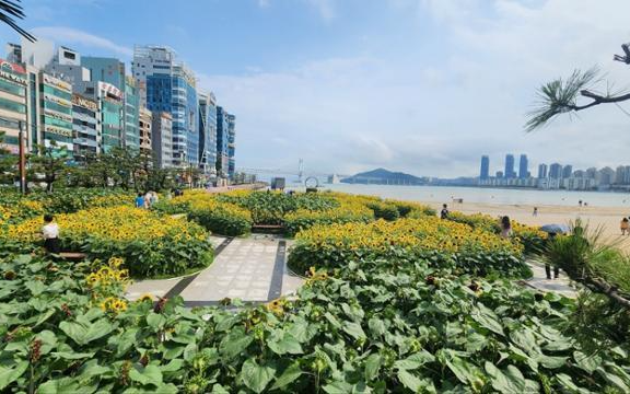 Pantai Gwangalli telah menjadi hot spot di kalangan anak muda

 – Beragampengetahuan