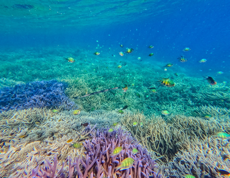 Beautiful coral gardens and fish in Palau