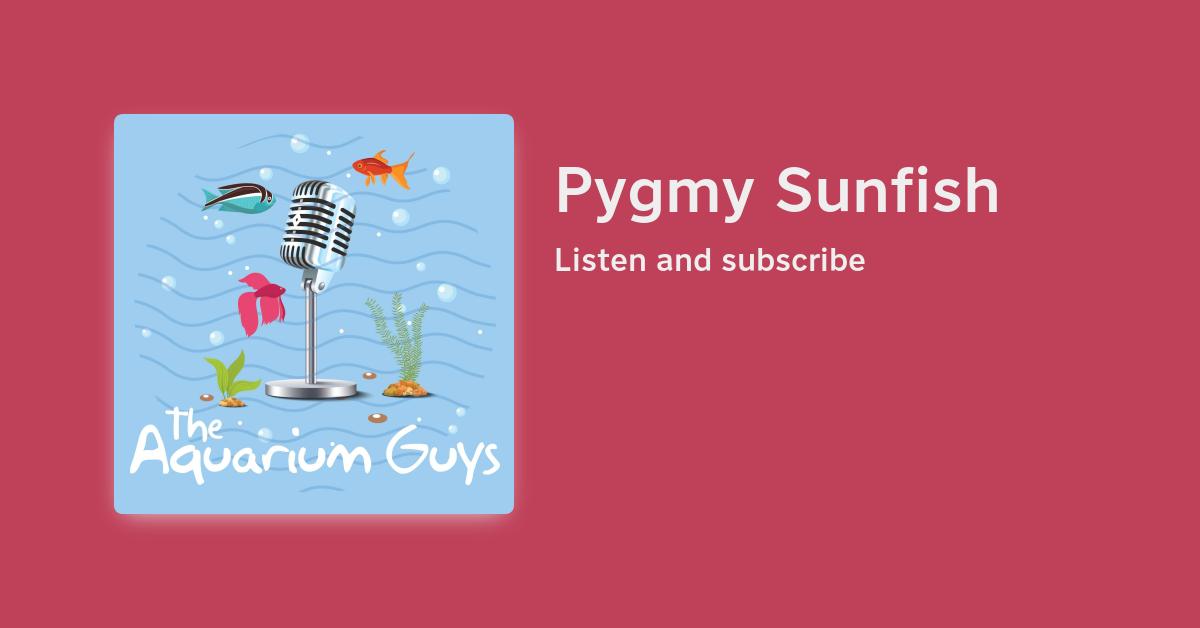 #109 – Pygmy Sunfish – Beragampengetahuan