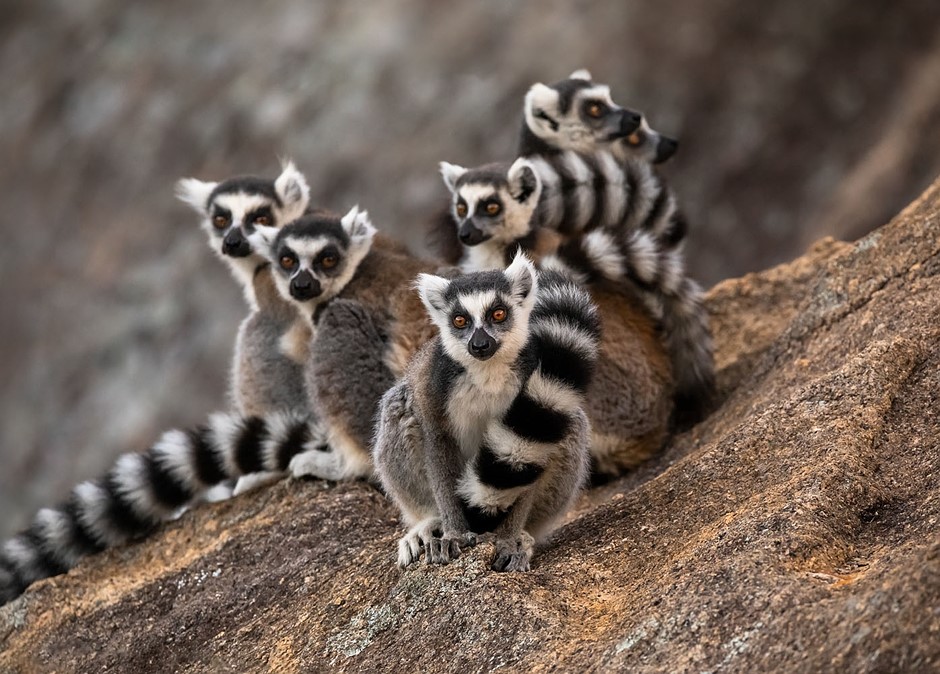 Madagaskar, Bagian 6: Anja Reserve: Review Fotografi Digital

 – Beragampengetahuan