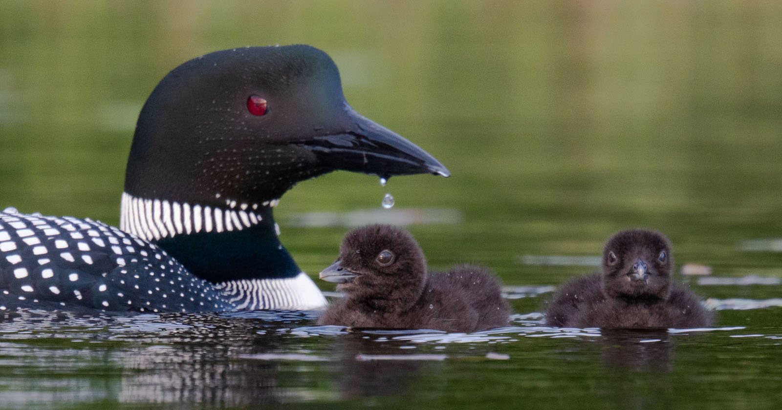 Rusa di Danau Maine: Anak Ayam Loon yang Menggemaskan Menghadapi Masa Depan yang Tidak Pasti

 – Beragampengetahuan