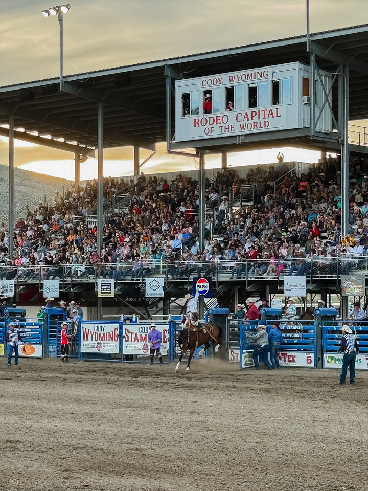 Cody Nite Rodeo bronc riding with grandstand in Cody, Wyoming