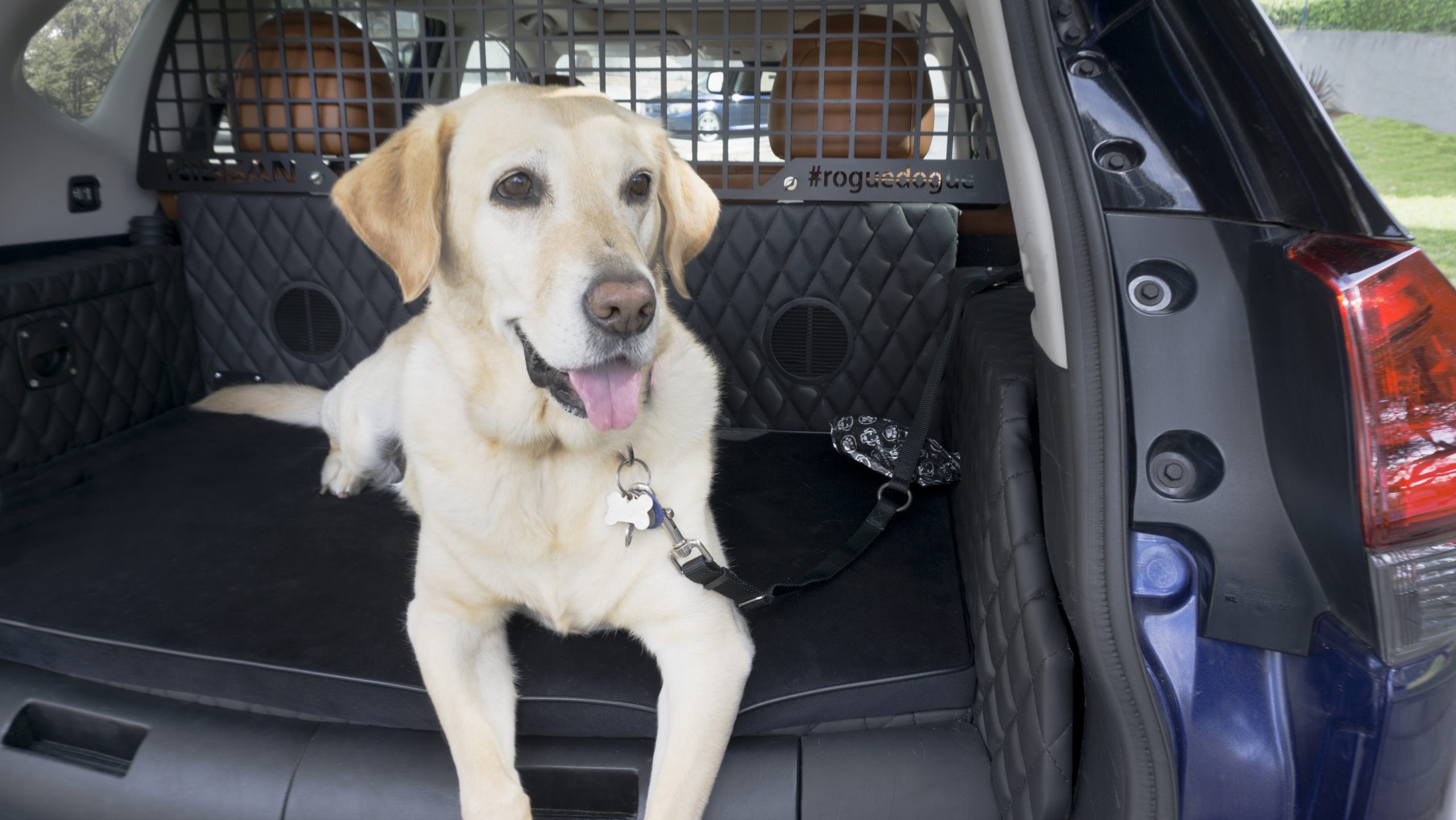 Pilih Harness dan Harness Anjing Mobil Terbaik

 – Beragampengetahuan