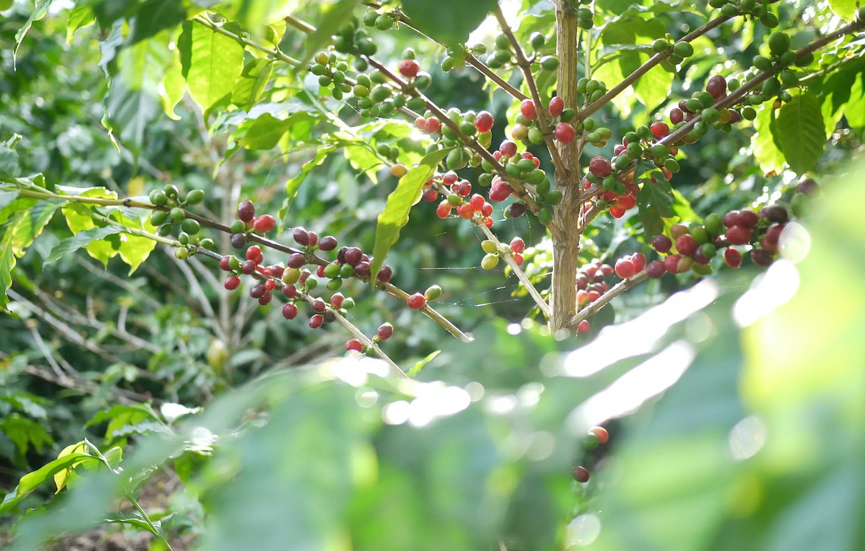 World Coffee Research menunjuk mitra swasta untuk uji coba hibrida F1 selama enam tahun dalam berita kopi harian beragampengetahuan

 – Beragampengetahuan