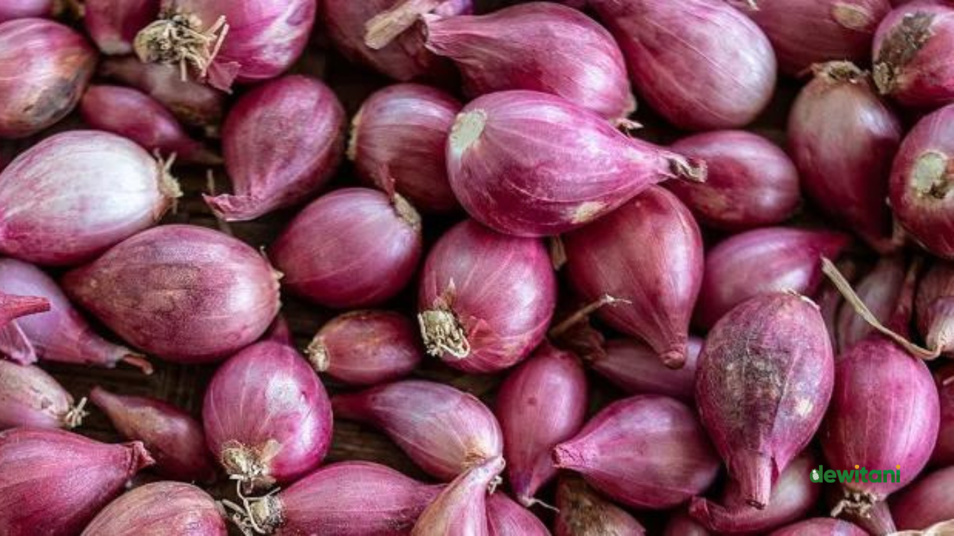 Cara Menanam Bawang Merah Di Rumah. Mudah Banget! – Beragampengetahuan.com