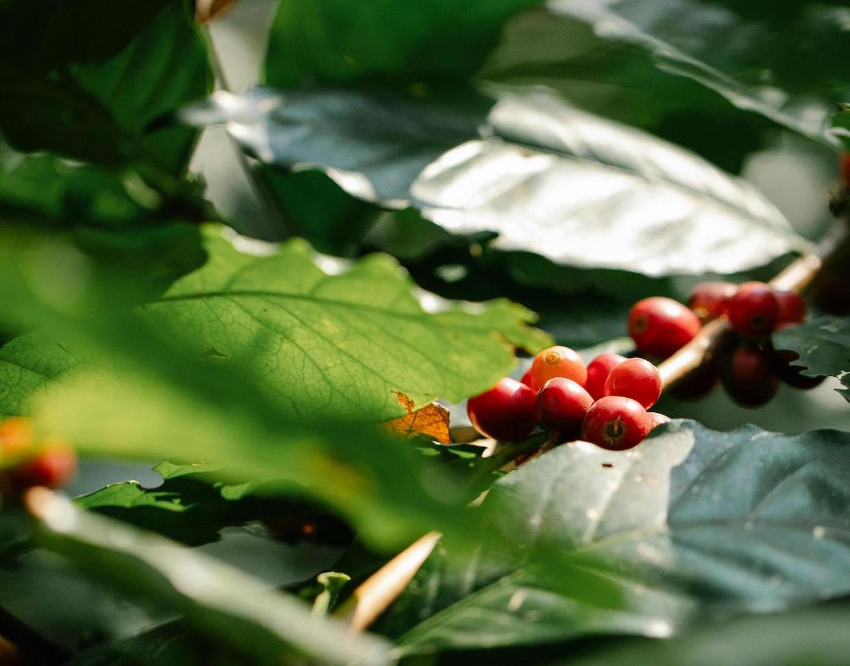 Keadilan Iklim + $1,77 Miliar dalam Kartu Hadiah yang Tidak Diklaim, Berita Kopi Harian Majalah Roast

 – Beragampengetahuan