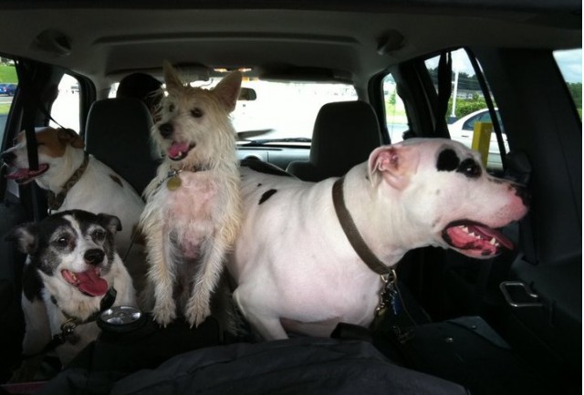 Ada seekor anjing di dalam mobil [photo by John d'Addario]