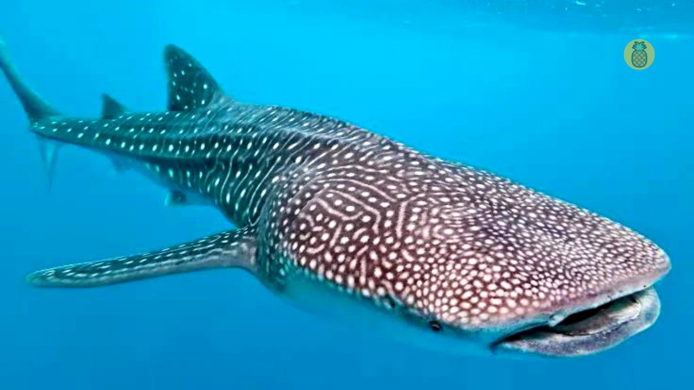 10 Ikan Terbesar di Dunia Yang Ukurannya Tak Masuk Akal ! – Beragampengetahuan.com