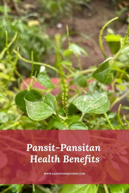 Manfaat Peperomia pellucida bagi kesehatan