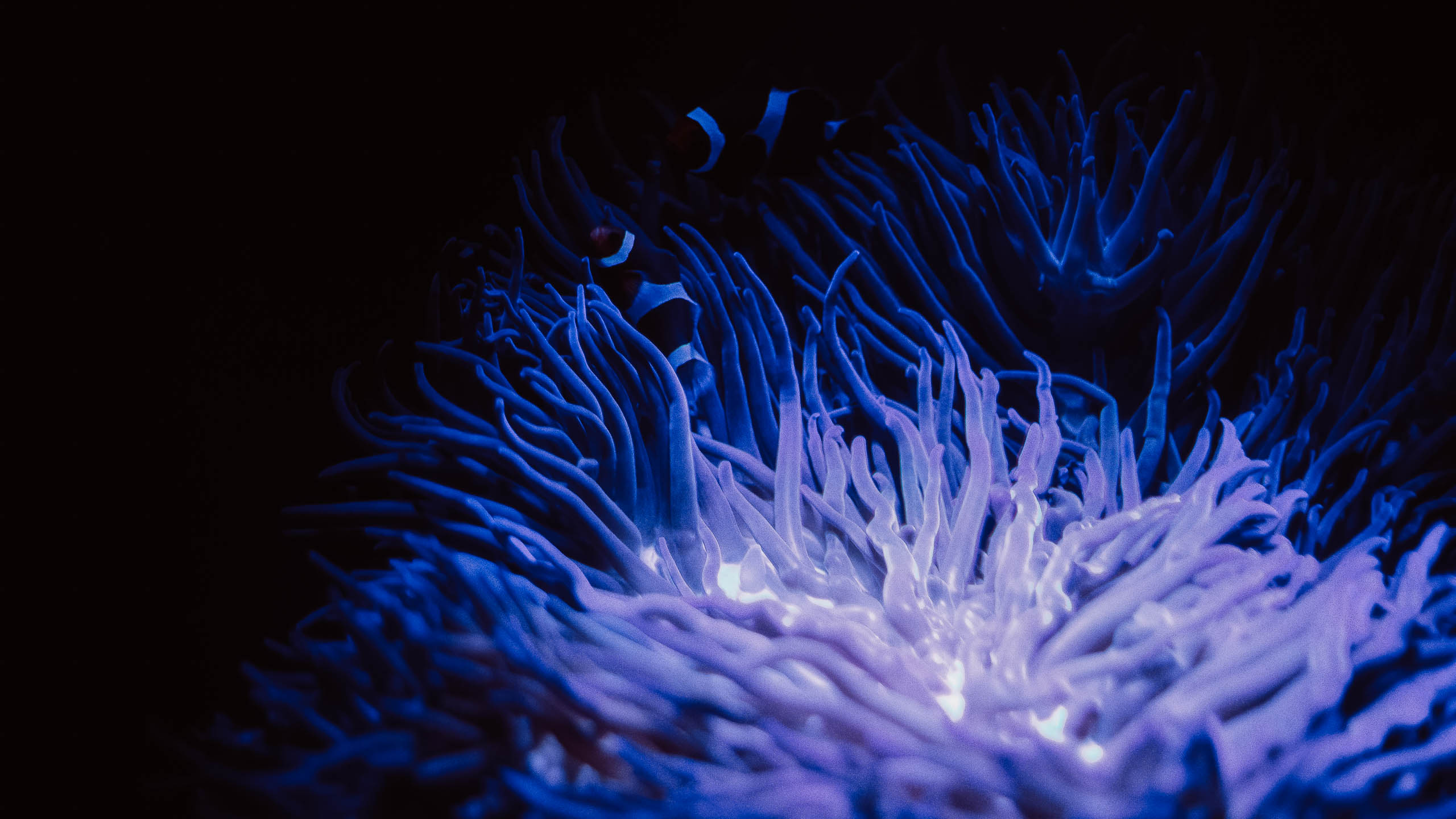 Lakukan tantangan fotografi tujuh hari untuk meningkatkan kreativitas Anda

 – Beragampengetahuan