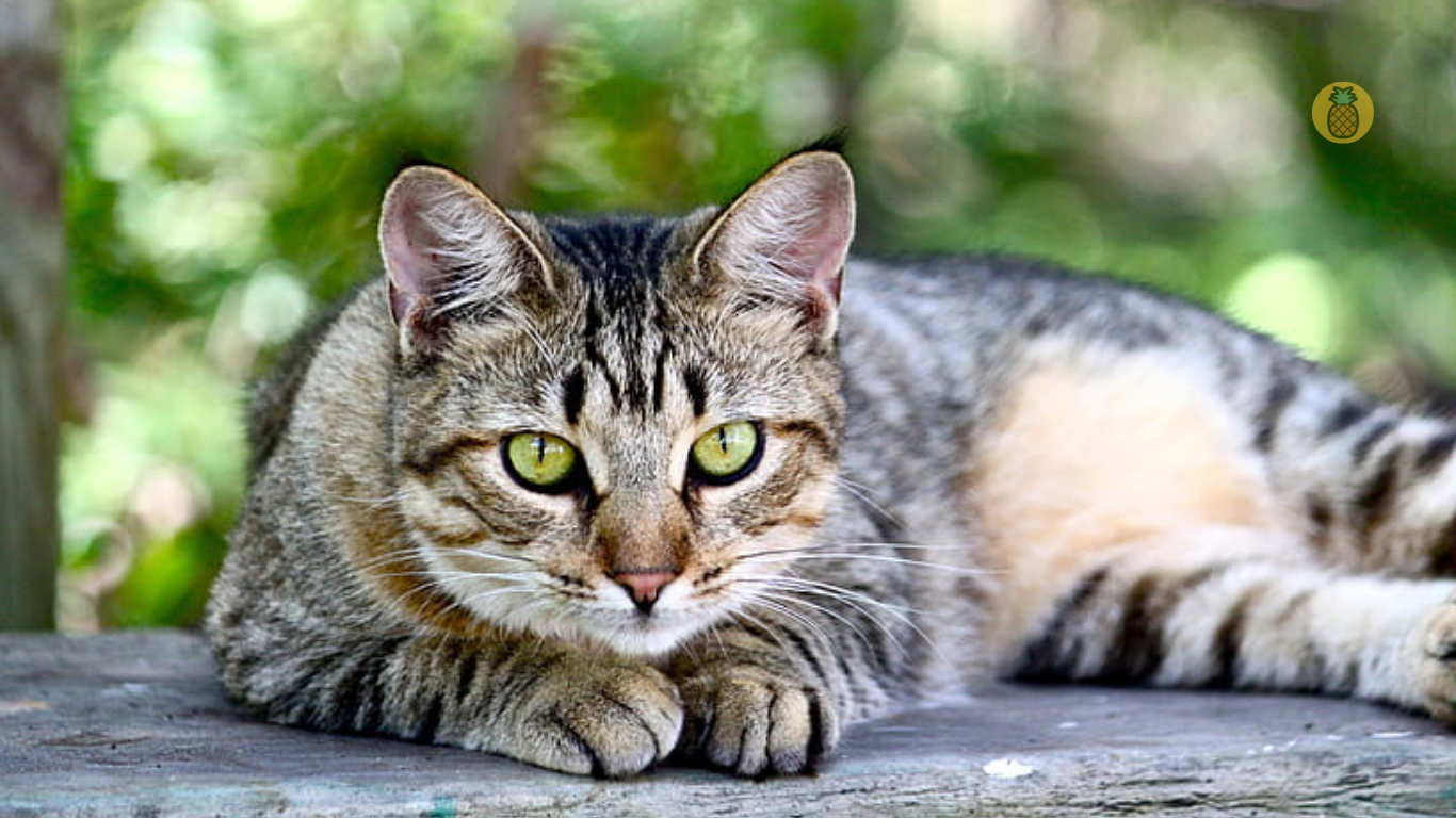 Mengenal Kucing American Shorthair dan Harganya – Beragampengetahuan.com