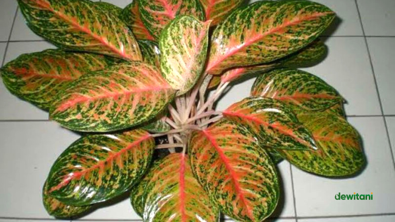 Tips Merawat Aglonema Red Peacock Agar Lebat – Beragampengetahuan.com