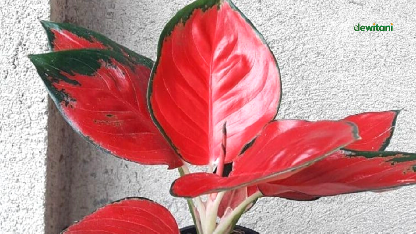 7 Cara Merawat Aglonema Suksom Agar Tumbuh Subur – Beragampengetahuan.com