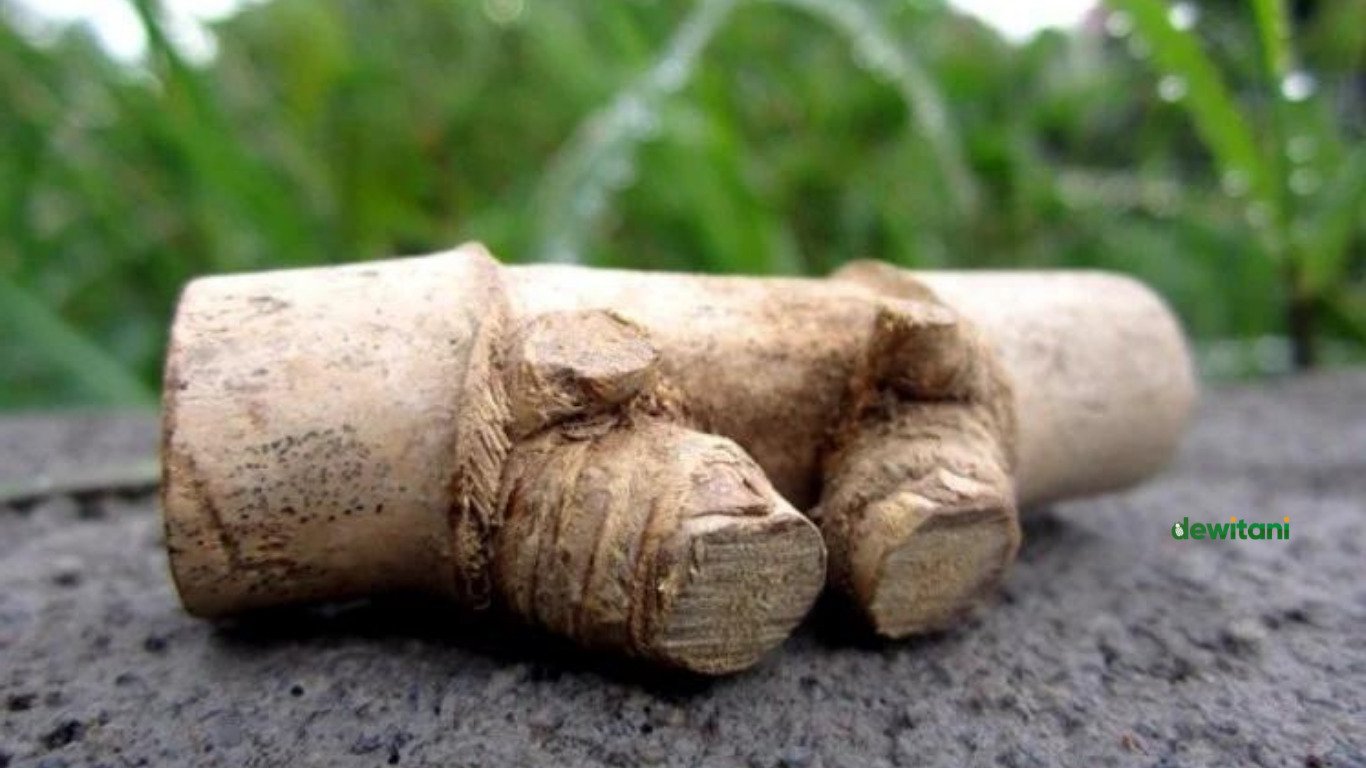 Mitos Bambu Petuk, Jenis, dan Faktanya, Dipercaya Bikin Kaya Raya! | – Beragampengetahuan.com