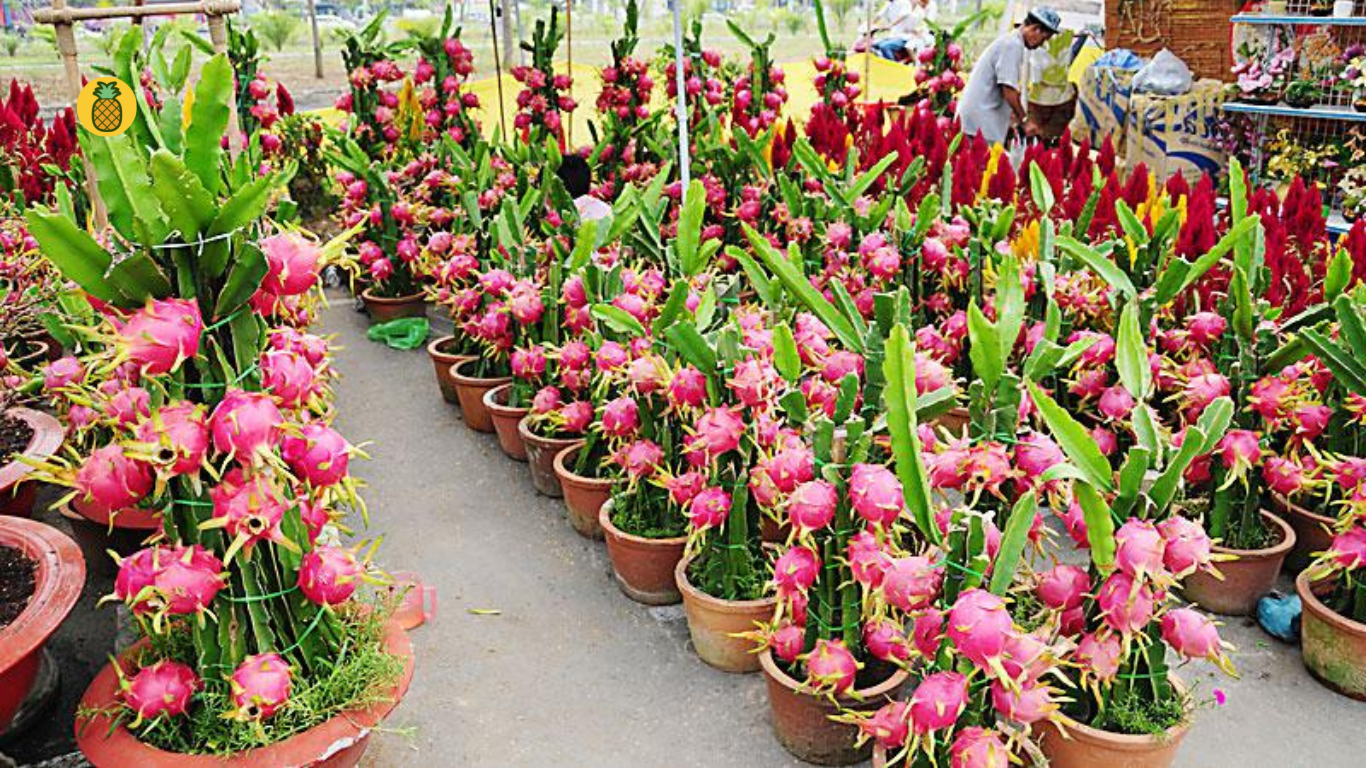 6 Tahap Cara Menanam Buah Naga Dirumah – Beragampengetahuan.com