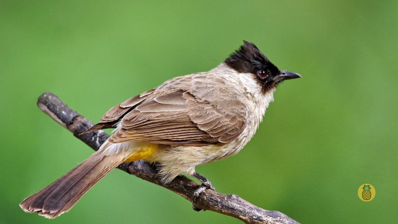 Cara Merawat Burung Kutilang Supaya Gacor dan Jinak – Beragampengetahuan.com