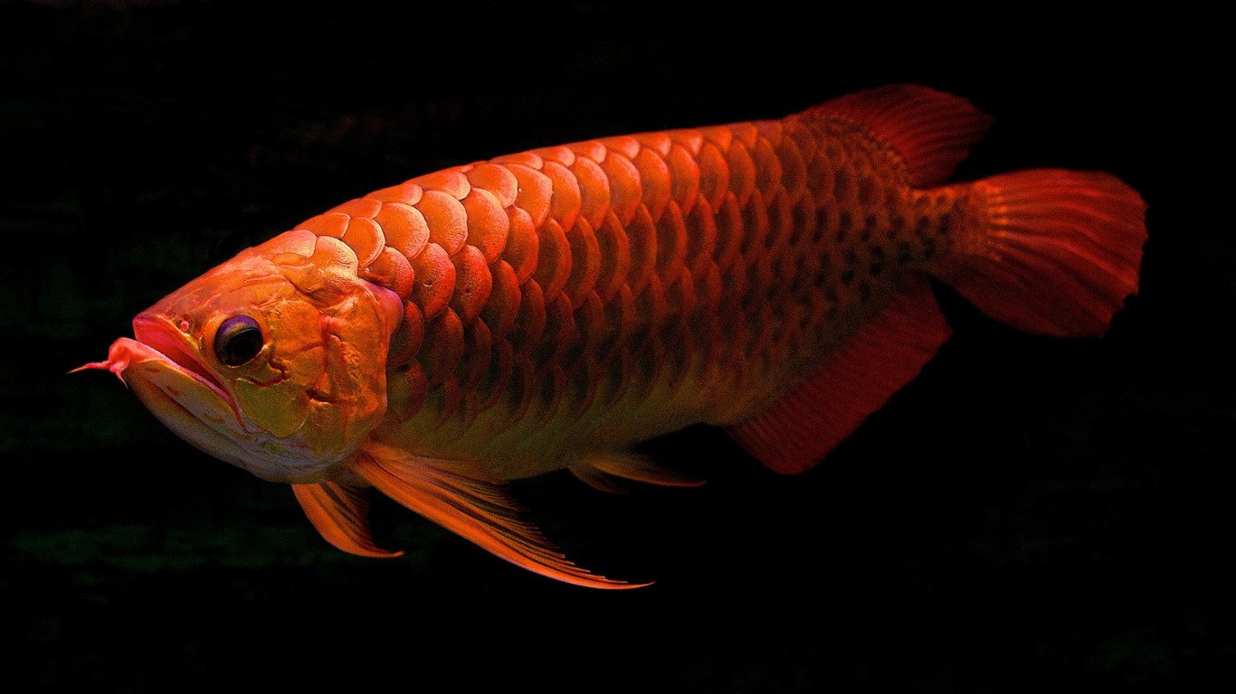 Cara Memelihara Ikan Arwana Anakan Khusus Pemula – Beragampengetahuan.com