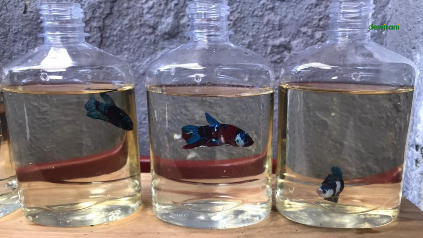 Cara Memelihara Ikan Cupang Dalam Botol agar Tetap Sehat – Beragampengetahuan.com