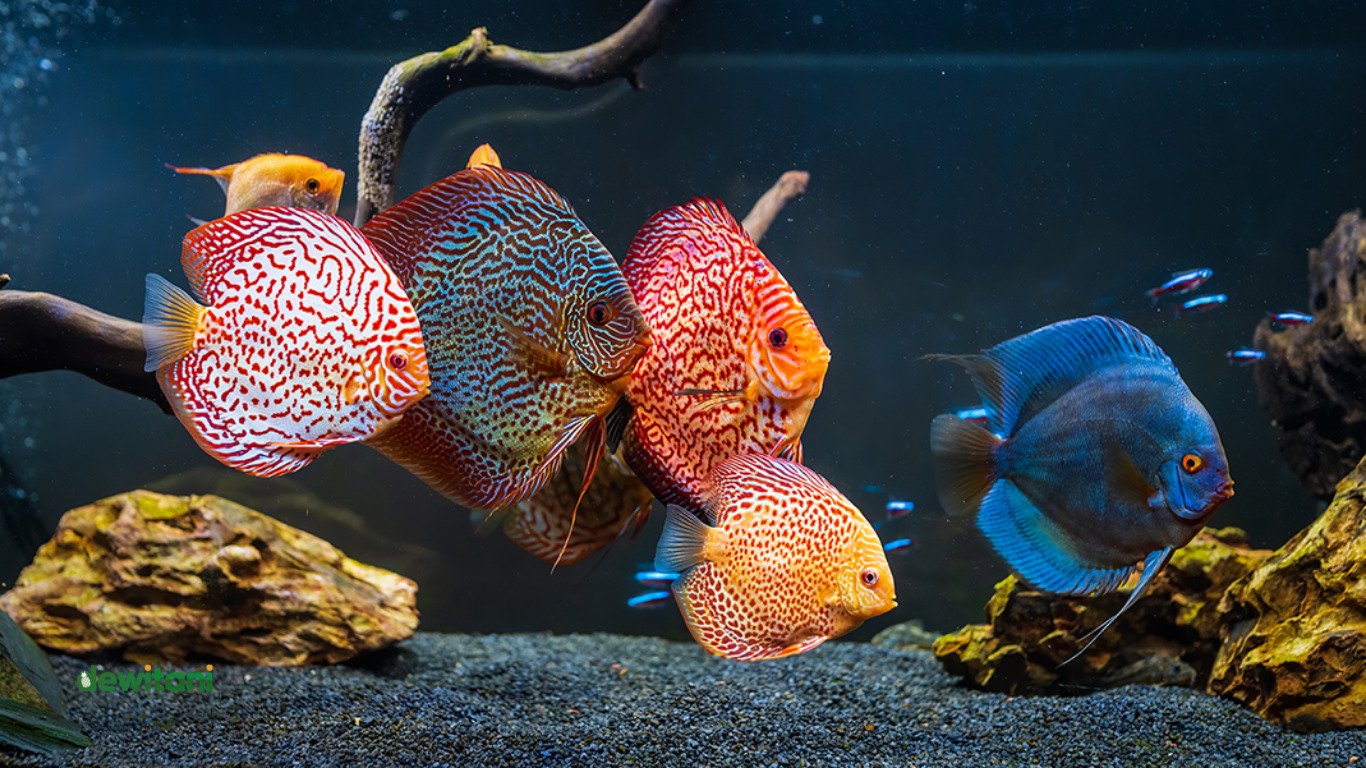 Cara Merawat Ikan Discus Mudah Khusus Pemula – Beragampengetahuan.com