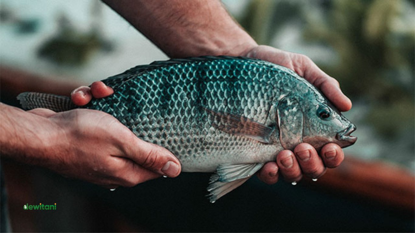 Pemijahan Ikan Nila di Kolam Terpal, Sangat Mudah !! – Beragampengetahuan.com