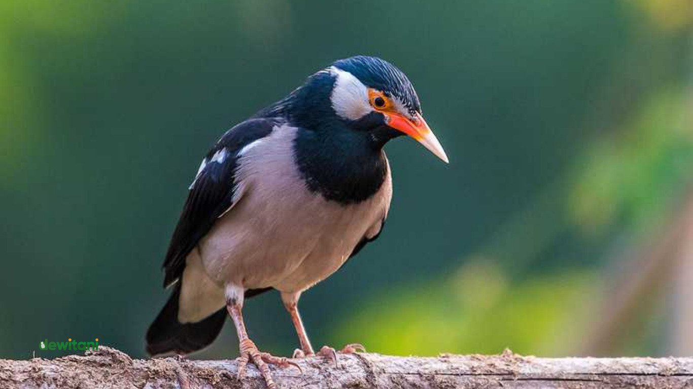 Mengenal Jenis Burung Jalak Suren dan Keunikannya – Beragampengetahuan.com