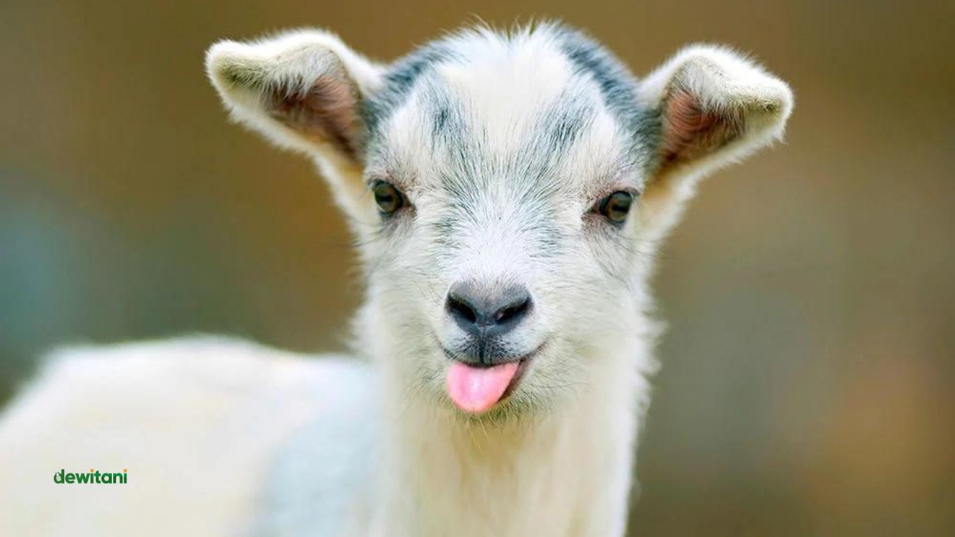 Cara Ternak Kambing Modal 2 Juta Agar Memperoleh Keungungan | – Beragampengetahuan.com