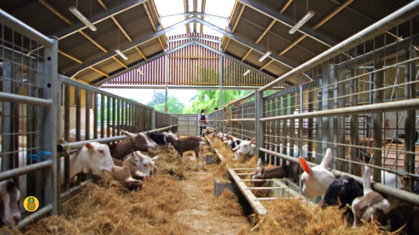 Kandang Kambing Modern Baja Ringan – Beragampengetahuan.com