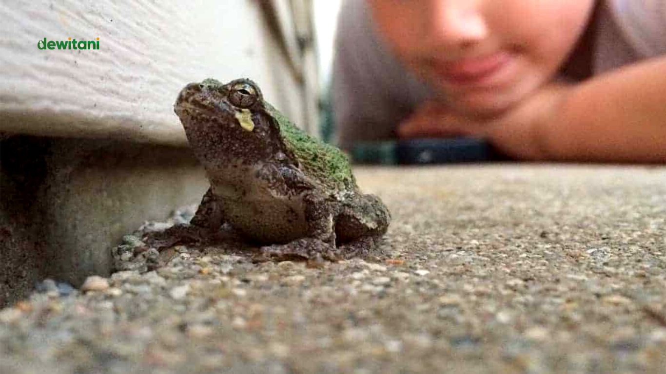6 Arti Mitos Katak Masuk Rumah Menurut Islam Dan Primbon Jawa | – Beragampengetahuan.com