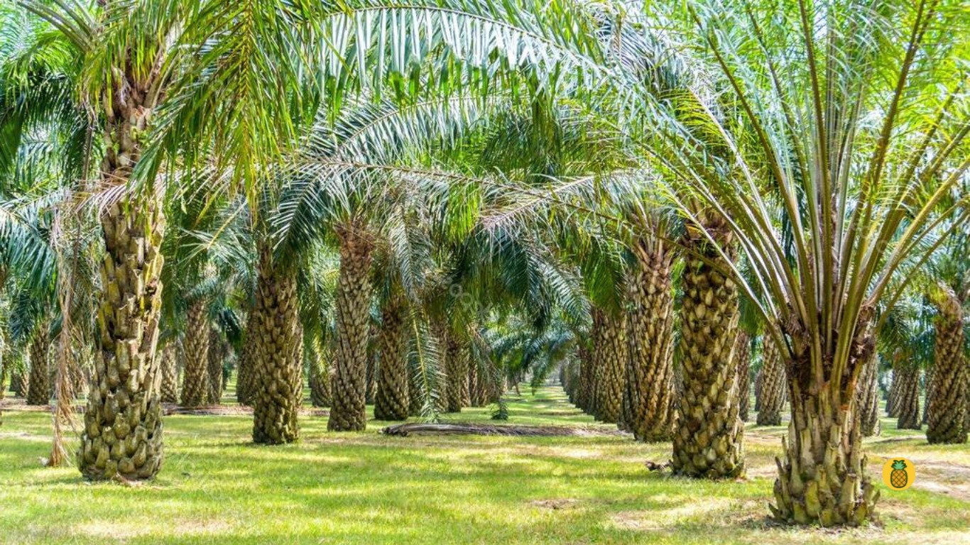 Pemupukan Kelapa Sawit Agar Efektif dan Efisien – Beragampengetahuan.com