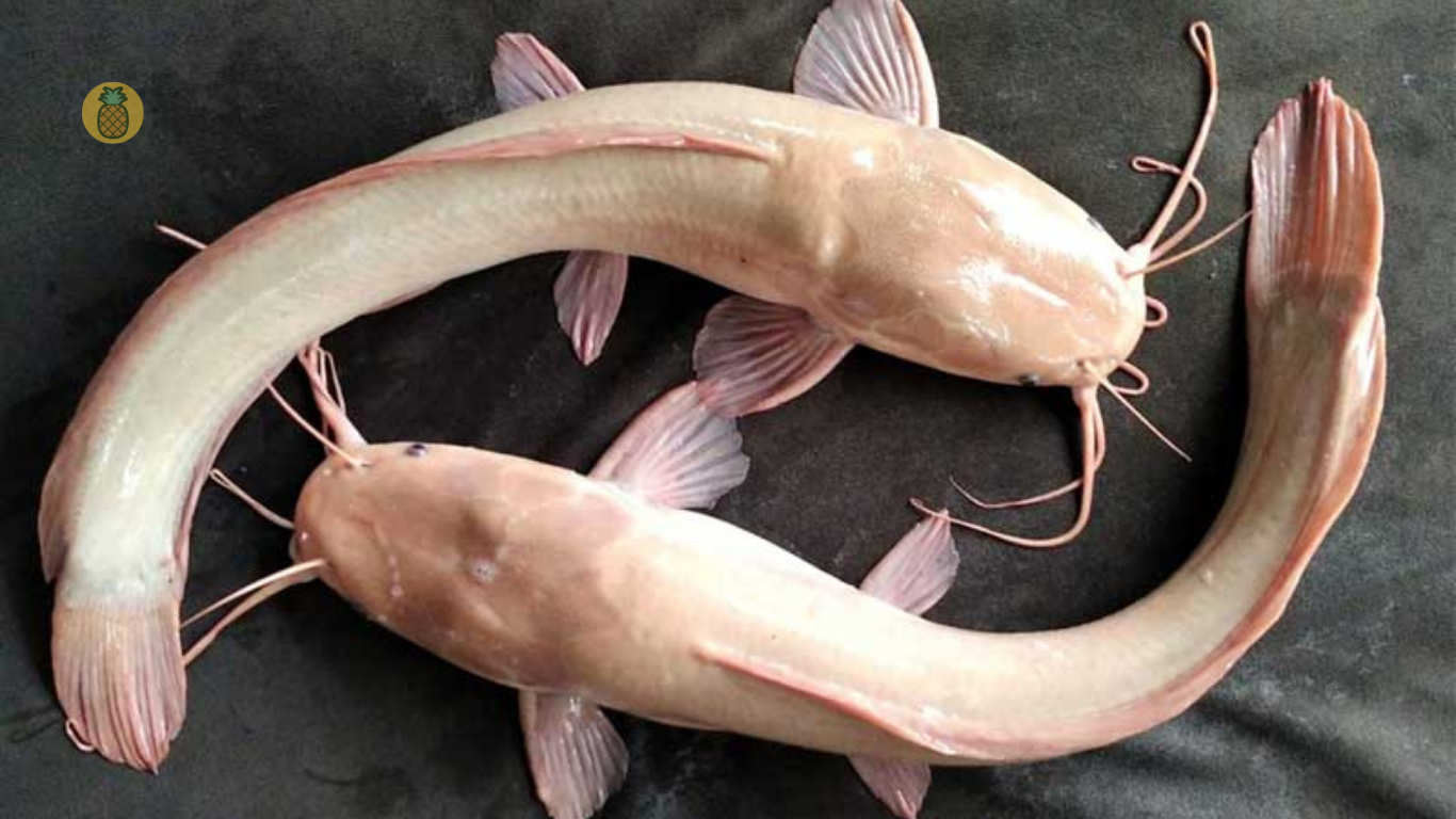 Kisah Mistis Lele Albino Yang Bikin Merinding – Beragampengetahuan.com