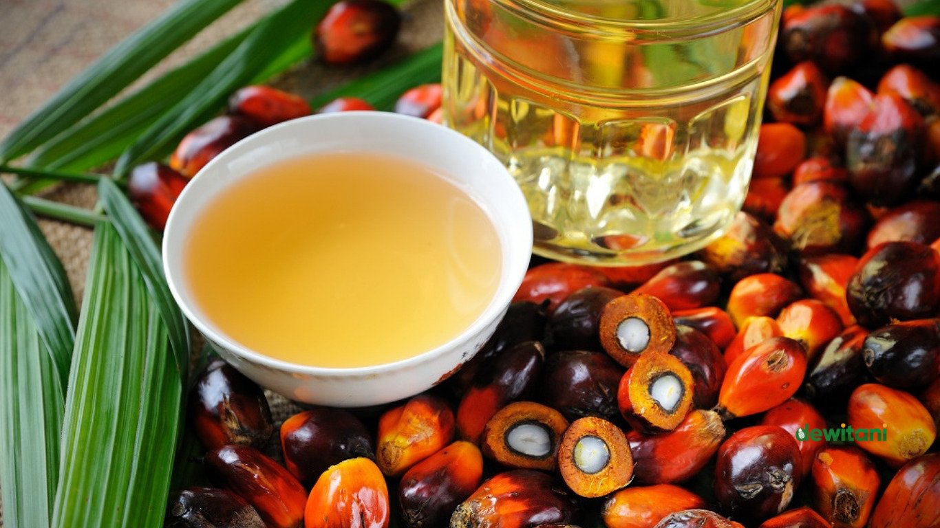 Manfaat Kelapa Sawit dan Resiko Bagi Kesehatan Tubuh – Beragampengetahuan.com