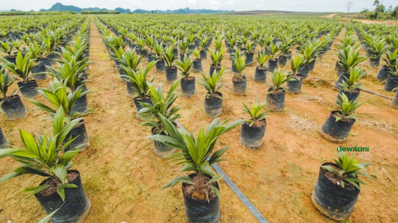 Cara Pembibitan Kelapa Sawit yang Benar Khusus Pemula – Beragampengetahuan.com