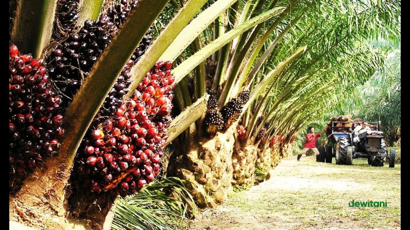 Fungsi Pupuk Boron Kelapa Sawit, Jenis dan Perkiraan Pemakaian | – Beragampengetahuan.com