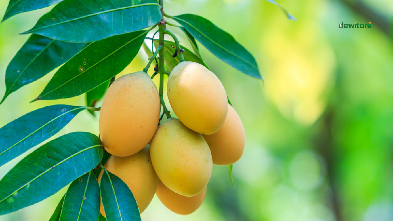 Cara Memaksa Mangga Berbuah Saat Tidak Musim – Beragampengetahuan.com