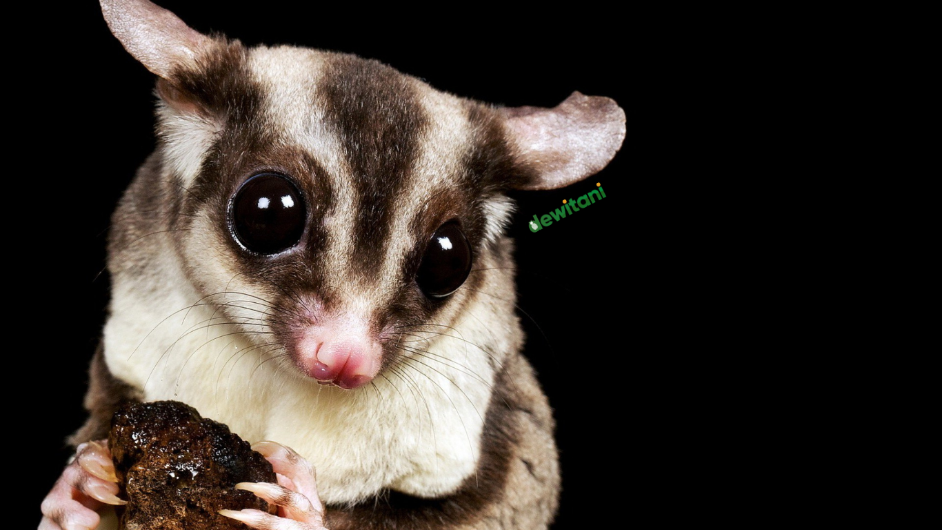 Fakta Menarik Sugar Glider yang Jarang Diketahiu! – Beragampengetahuan.com