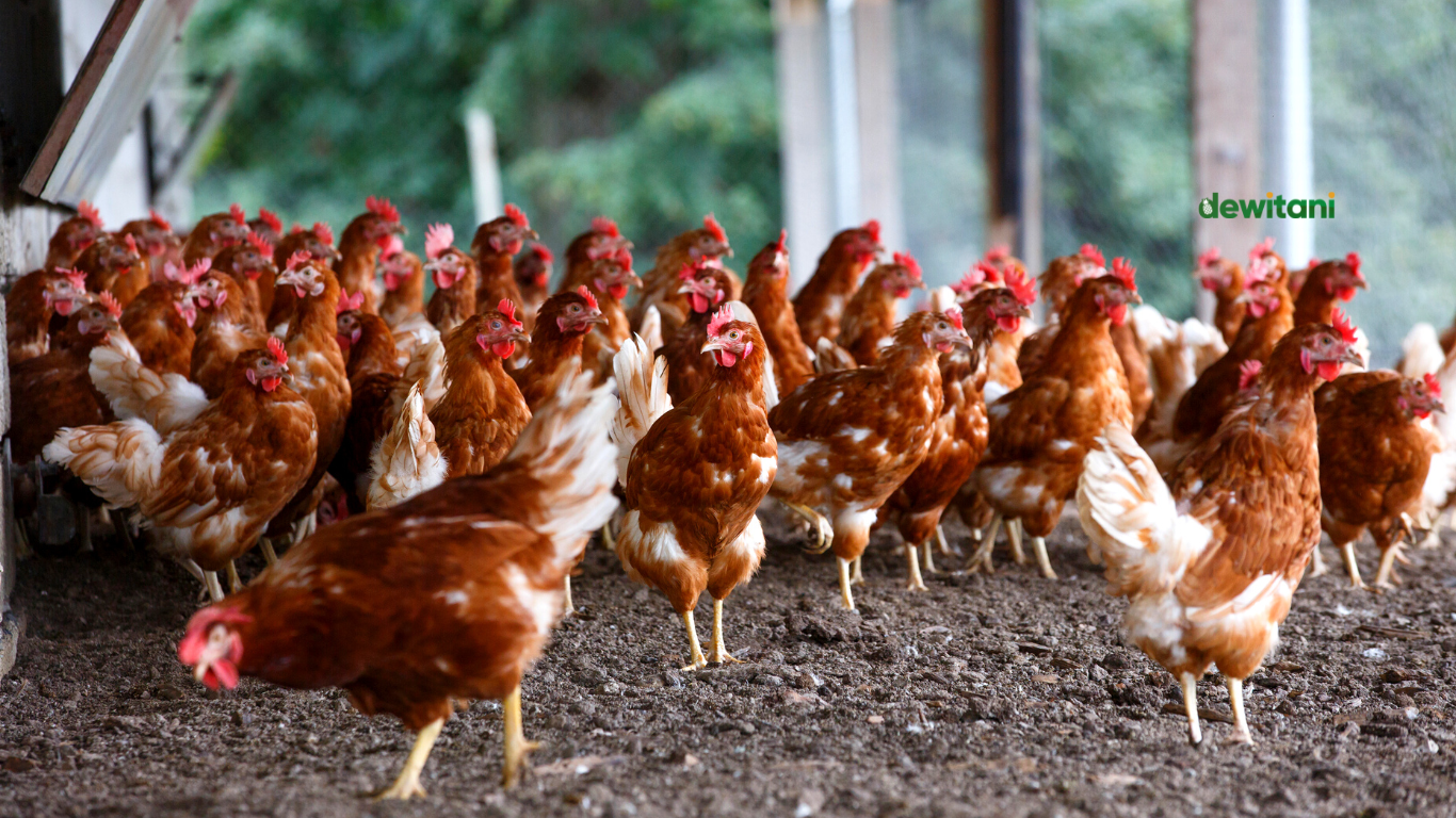 Inilah 10 Jenis Ayam Buras Asli Indonesia – Beragampengetahuan.com