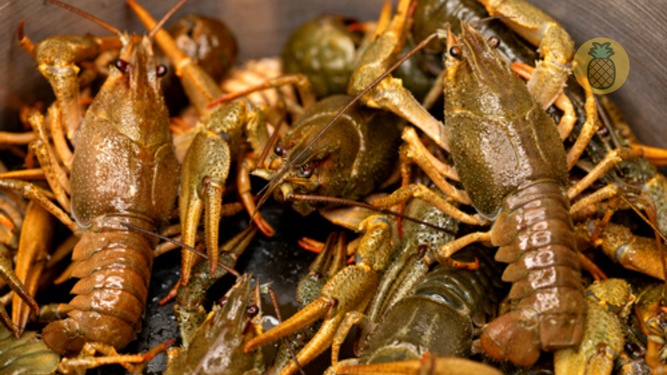 Cara Budidaya Lobster Air Tawar Bagi Pemula – Beragampengetahuan.com