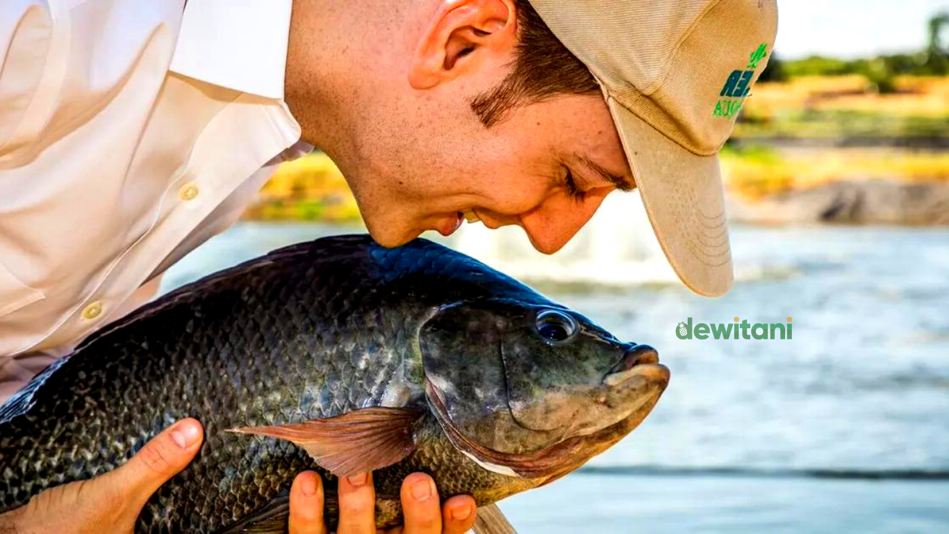 Cara Mancing Ikan Nila Yang Susah Makan – Beragampengetahuan.com