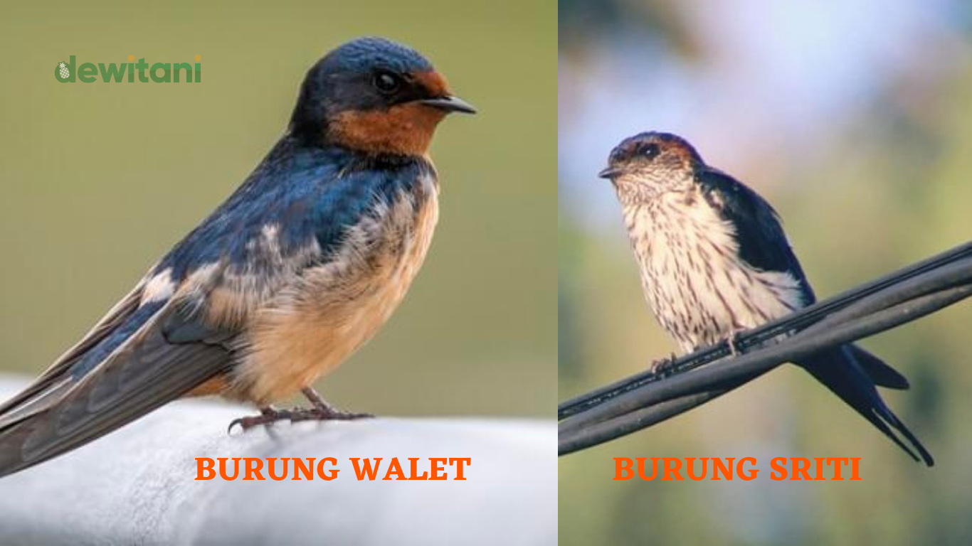 6 Cara Membedakan Burung Walet Dan Sriti – Beragampengetahuan.com