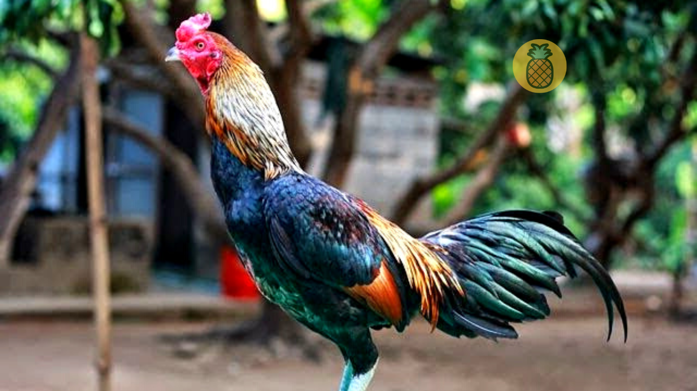 Cara Membuat Jamu Ayam Bangkok biar Galak – Beragampengetahuan.com
