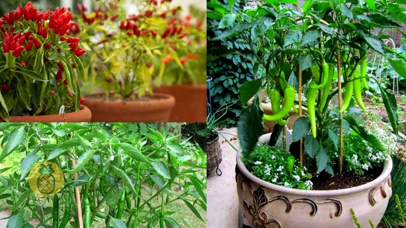 Cara Menanam Cabe di Pot Agar Berbuah Lebat – Beragampengetahuan.com
