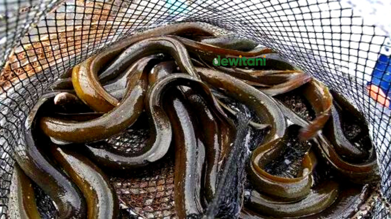 Panduan Lengkap Cara Budidaya Belut di Pekarangan Rumah | – Beragampengetahuan.com