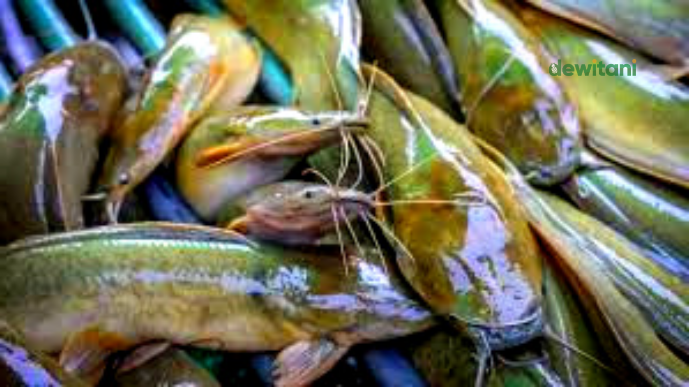 Ciri-ciri morfologi ikan lele jantan dan betina – Beragampengetahuan.com